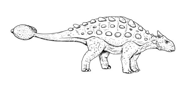 ilustrações de stock, clip art, desenhos animados e ícones de drawing of dinosaur - hand sketch of ankylosaurus, black and white illustration - anquilossauro