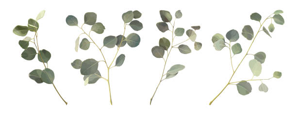 illustrations, cliparts, dessins animés et icônes de feuilles d’eucalyptus réglées - arbre de jade