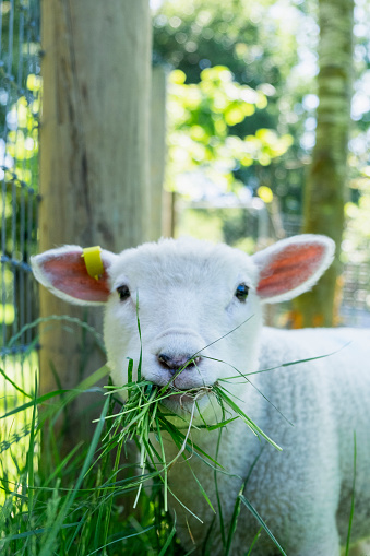 Close-up of a lamb standing in a field, eating grass while looking at the camera.