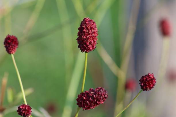 istock Red flowers in the garden 1211549173
