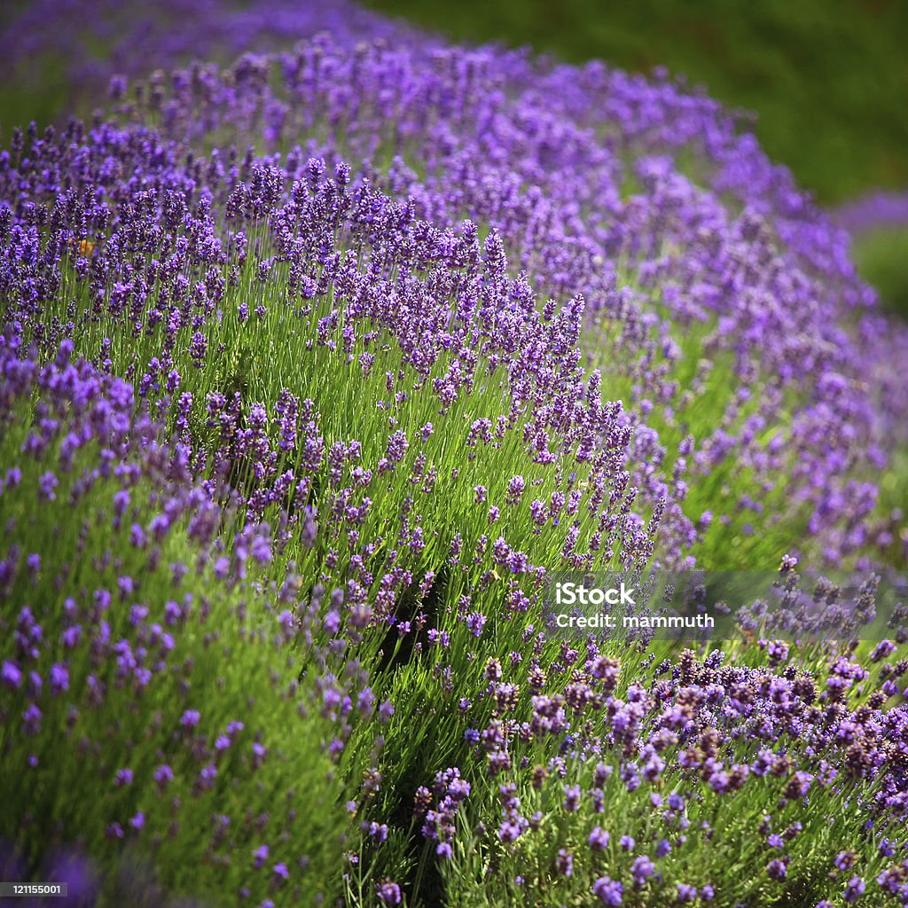 lavender al jardín - Foto de stock de Aire libre libre de derechos