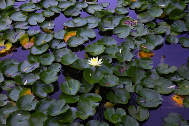 istock Nice yellow water Lilly flower in a Sydney Park 1211550129