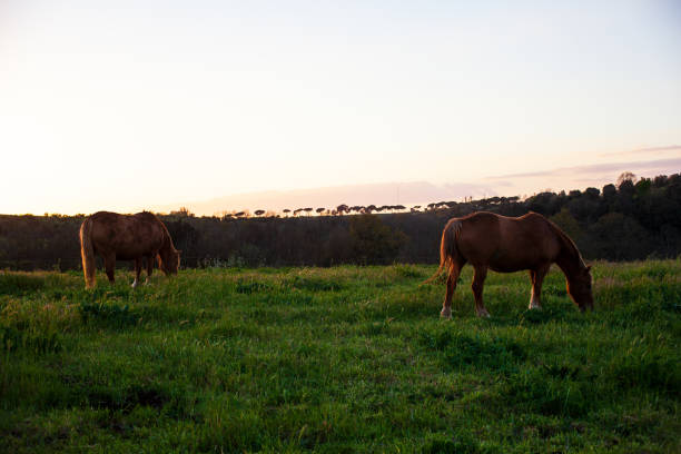 istock Two cow grazing in the grassy field 1211550217