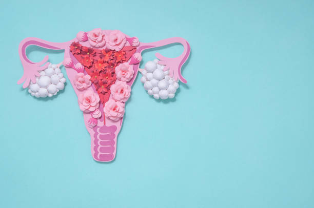 Concept polycystic ovary syndrome, PCOS. Copy space, women reproductive system Concept polycystic ovary syndrome, PCOS. Paper art, awareness of PCOS, image of the female reproductive system, copy space for text polycystic ovary syndrome photos stock pictures, royalty-free photos & images