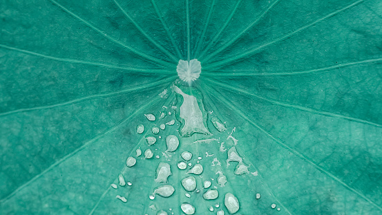 High angle close-up of water drops on a lotus leaf in the rainy season