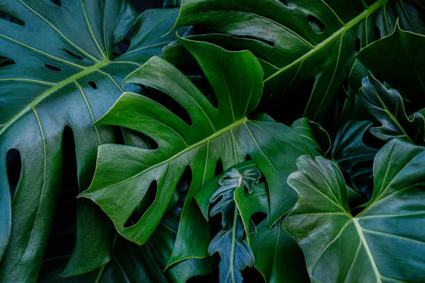 текстура зеленого листа, фон природы - beauty in nature blue bush color image стоковые фото и изображения