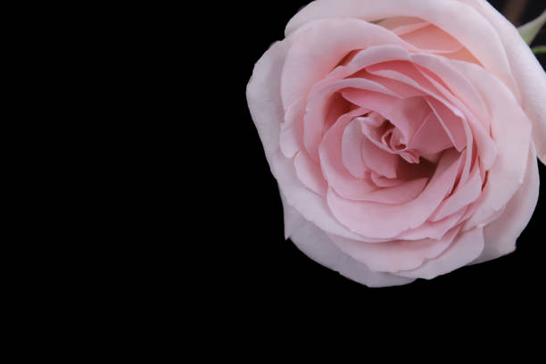 istock a pink rose close-up on a black background 1211550702