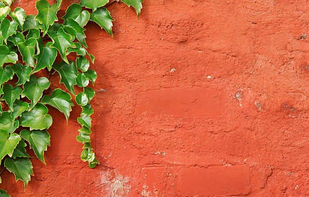 istock Old red wall with hanging ivy. 121155174