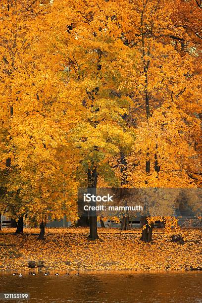 추절 나뭇잎색 가을에 대한 스톡 사진 및 기타 이미지 - 가을, 강, 세로-구도