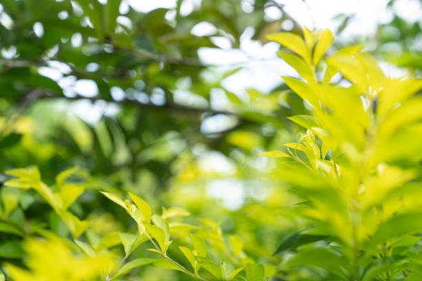 istock Tree leaves on the green blurred background 1211552661