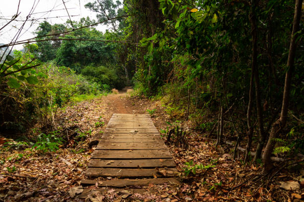 istock wooden old path bridge in the jungle forest 1211552700