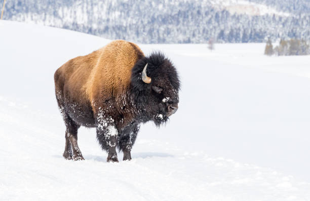 istock Large snow covered bison in winter in Yellowstone 1211554167
