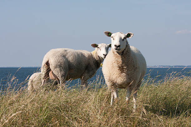 istock Grazing sheep with behind them the blue sea 121155612