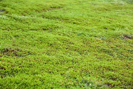 The ground is covered with moss