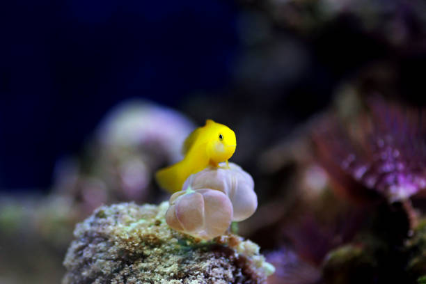Yellow clown coral goby isolated in aquarium Yellow clown coral goby isolated in aquarium trimma okinawae stock pictures, royalty-free photos & images