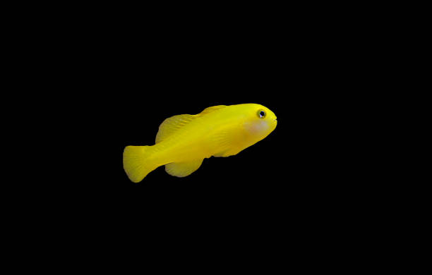 gelbe clown koralle goby isoliert im aquarium - tropical fish clown fish isolated animal stock-fotos und bilder