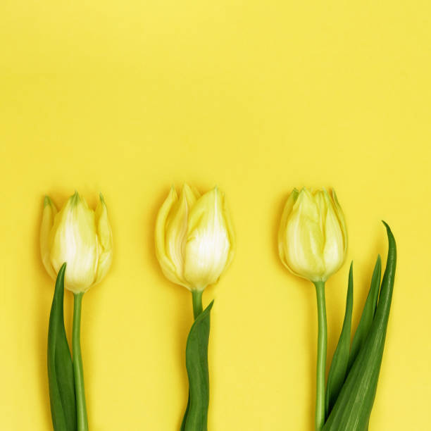 istock Three Yellow tulips, view from above. Bright spring blooming flowers with copy space. Natural flowery background. Flat lay. 1211560401