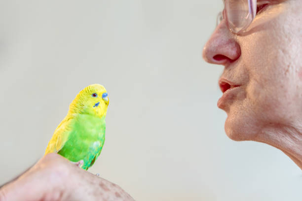 donna anziana che gioca con il simpatico giovane budgerigar giallo-verde (parrocchetto australiano) - parrot young animal human hand cute foto e immagini stock