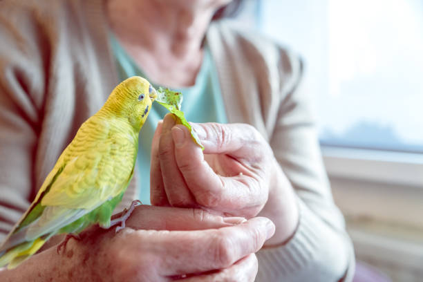 かわいい若い黄色緑色のバジェリガー(オーストラリアのインコ)シニアウーマンハンドから食べる - パラキート ストックフォトと画像