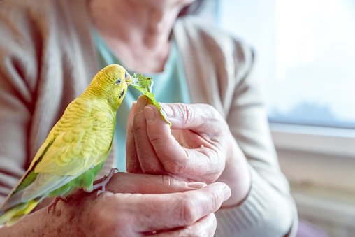 Cute Young Yellow-Green Budgerigar (Australian Parakeet) Eating from Senior Woman Hand