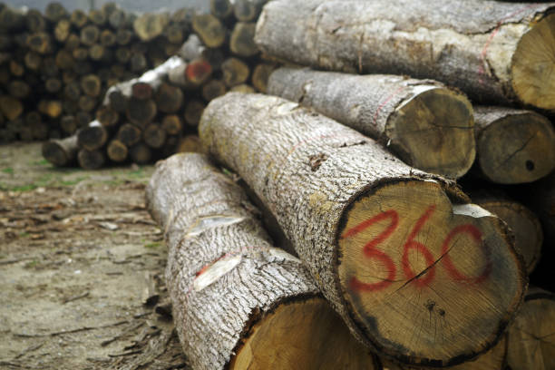 Stack of wood logs