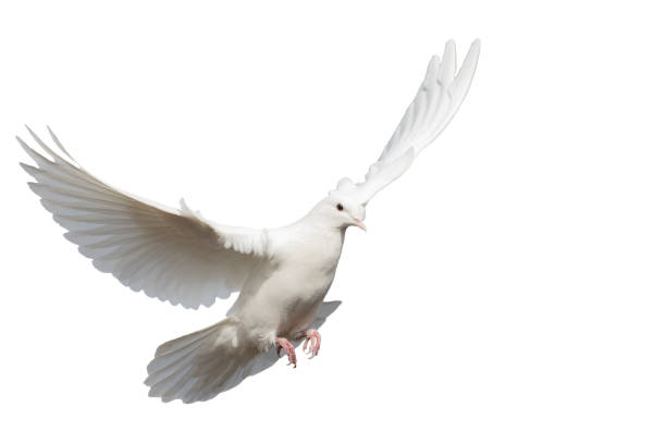 istock white clean dove flies isolated on white 1211563086