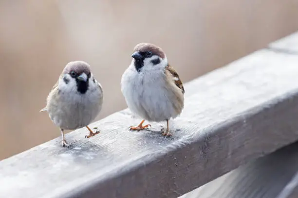 two funny birds are sitting on a wooden fence, spring period