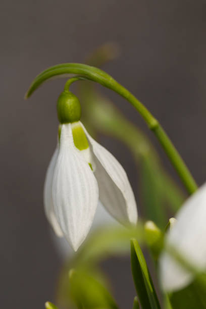 istock White snowdrop close-up.  Spring symbol blooming in the forest 1211563161