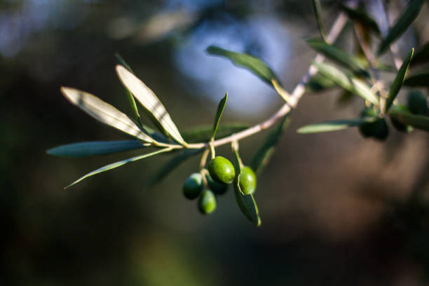istock Olive branch with olives and leafs 1211563199