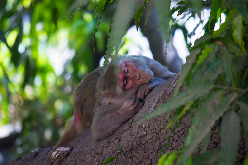 The Rhesus Macaque Monkey Sleeping on  the tree and looking away