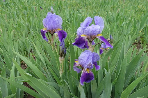 Bearded irises with three flowers in shades of purple