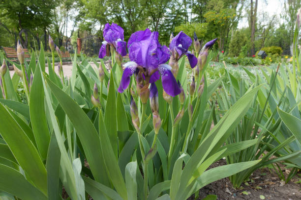 3 фиолетовых цветка и почки бородатых ирисов в мае - germanica стоковые фото и изображения
