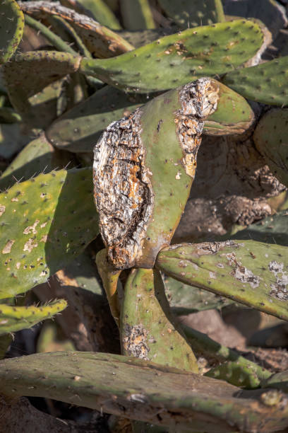 istock Fig cactus outside village 1211564679