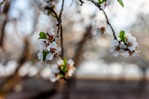 Beautiful view of Almond blossom in spring time In the nature. Daylight wide angle shot. \