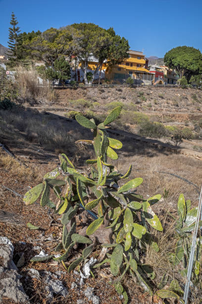 istock Fig cactus outside village 1211565116