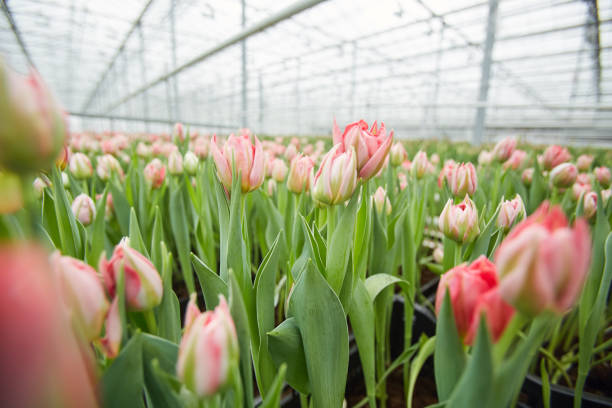 istock Pink Tulips in Plantation 1211565216