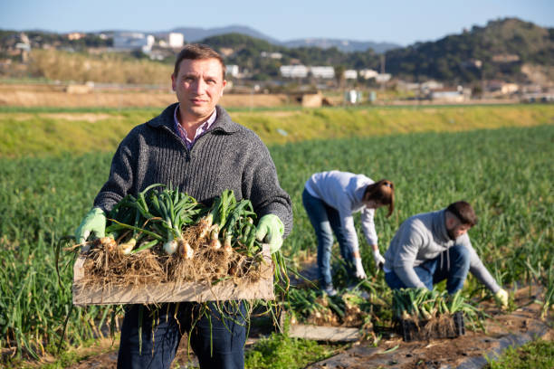 Farmer carrying crate with freshly harvested scallions
