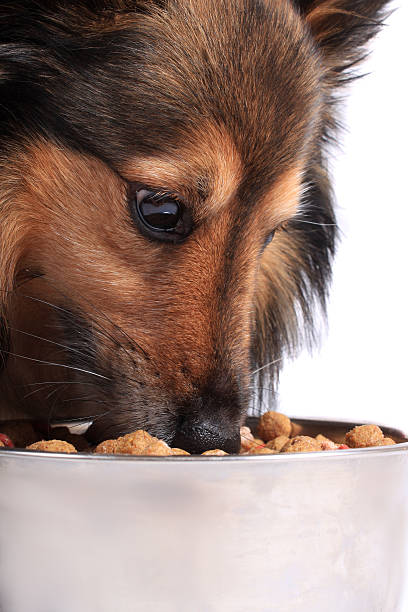 istock Dog eating food from a bowl 121156617