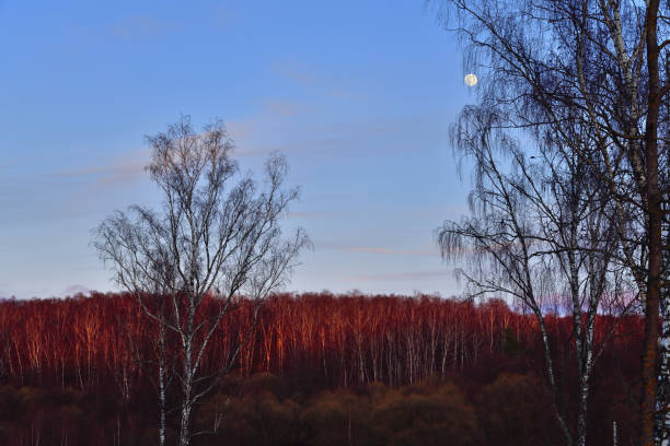 Beautiful landscape of the birch grove with the moon in sky during sunset. Russia, Moscow region