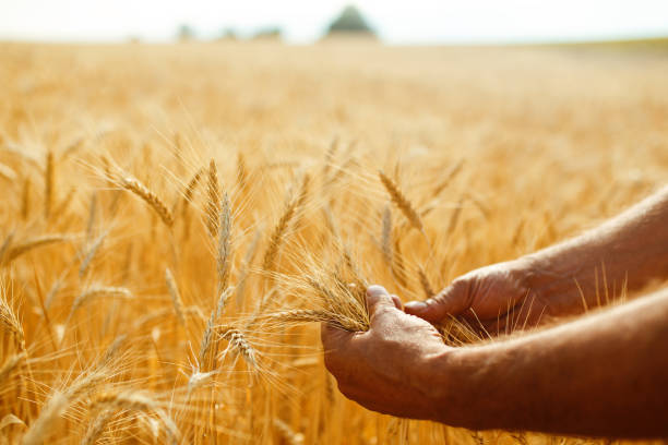 istock Wheat sprouts in a farmer's hand. Farmer walking through field checking wheat crop. 1211566921