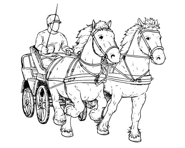 ilustraciones, imágenes clip art, dibujos animados e iconos de stock de dibujo de caballos de draft holandeses con carruaje. - draft horse
