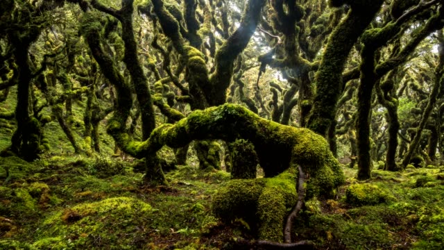 Mystic goblin mossy forest trees in green New Zealand wilderness nature Time lapse