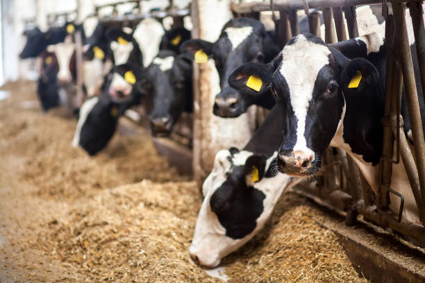 cows on farm. black and white cows eating hay in the stable. - animals feeding imagens e fotografias de stock