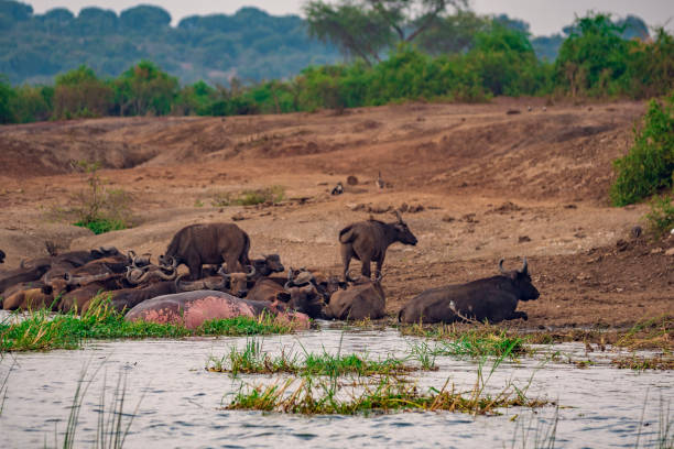 istock Buffalos in Queen Elizabeth National Park 1211570613