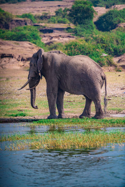 istock Elephants in Queen Elizabeth National Park 1211570766