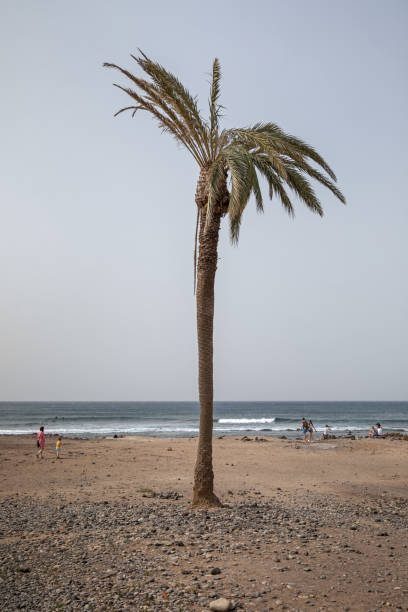 istock Two dying palm trees close to the ocean 1211570768