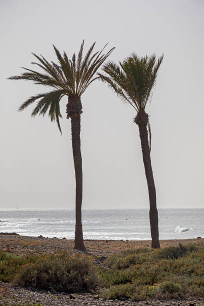 istock Two palm trees close to the ocean 1211570852