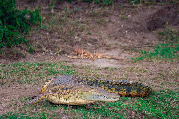 istock Yellow crocodile in Queen Elizabeth National Park 1211571051