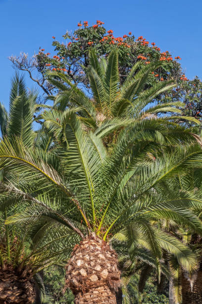 istock Palm tree with reed flowers in the background 1211571059