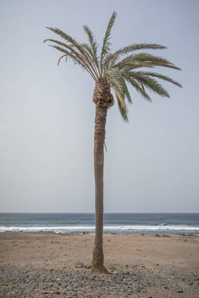 istock Two dying palm trees close to the ocean 1211571094